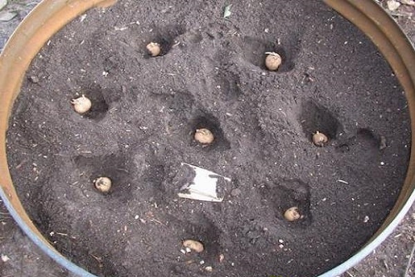 La tecnologia di coltivare patate in una botte, i pro ei contro del metodo