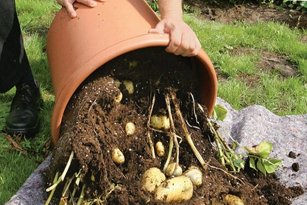 Bulvių auginimo barelyje technologija, metodo pranašumai ir trūkumai