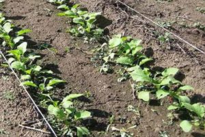 Ako a kedy zasadiť, pestovať a starať sa o reďkovky vonku