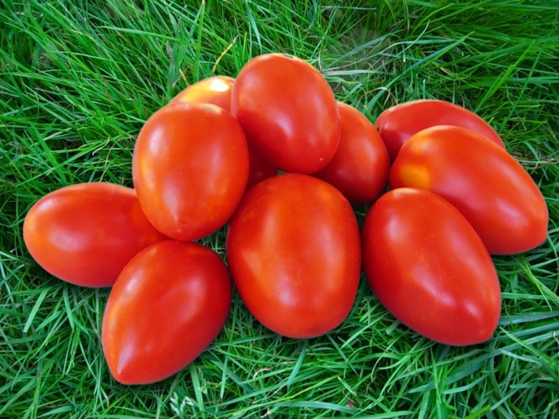 Tomaten Garten Zauberer