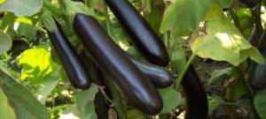 Beskrivning av auberginesorten Ilya Muromets, dess egenskaper och utbyte