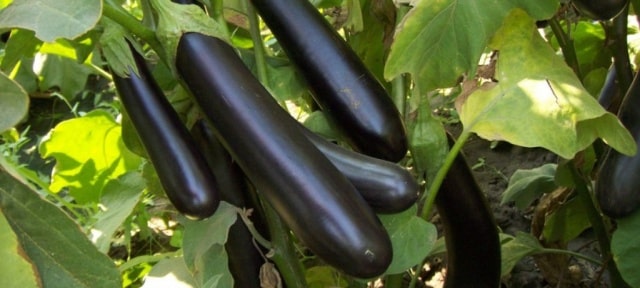 aubergine ryska Bogatyr