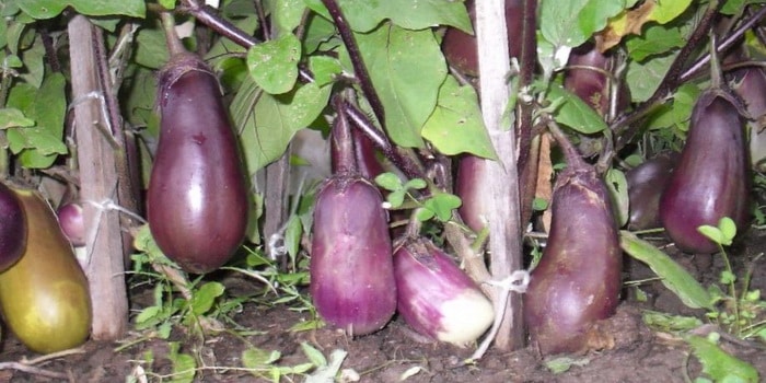Fytoplasmos på aubergine