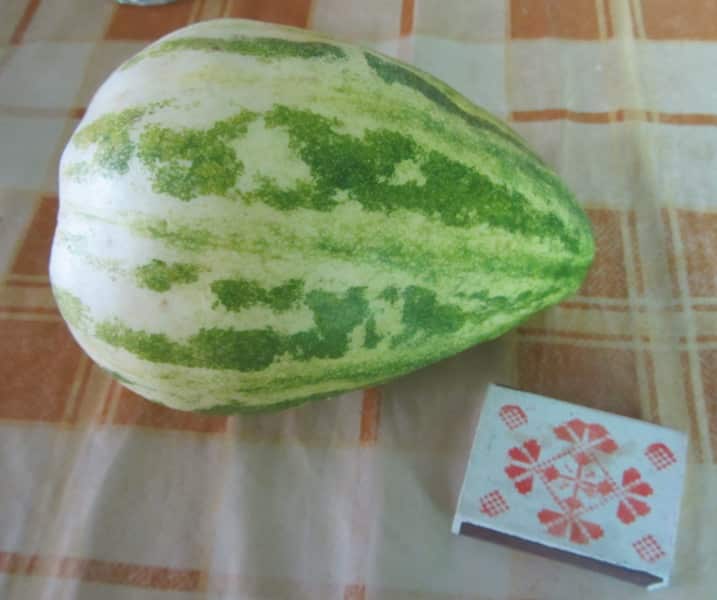sibarita melon