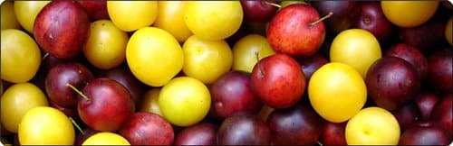 prinokusių vyšnių slyvų