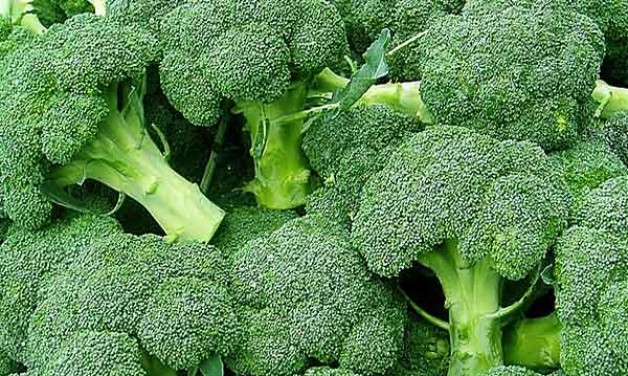 šviežių brokolių
