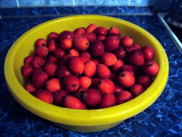 Ranetka-appels
