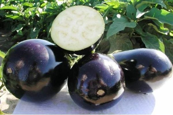 Beskrivning av Clorinda-auberginesorten, dess egenskaper och utbyte