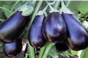 Beskrivning av Clorinda-auberginesorten, dess egenskaper och utbyte