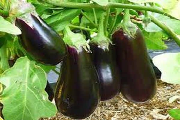 aubergine odling