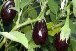 Beskrivning av Robin Hood auberginesort, dess egenskaper och utbyte