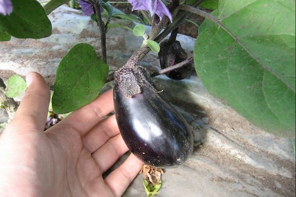 aubergine frön