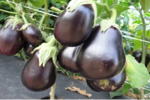 Beschrijving van de variëteit aubergine Notenkraker, zijn kenmerken en opbrengst