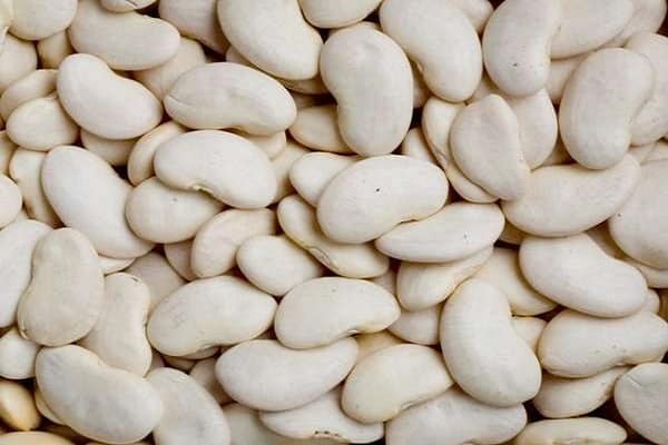 Description des variétés de haricots blancs, propriétés utiles et nocives, culture