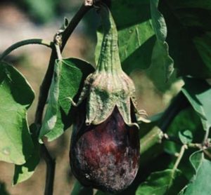 Beskrivning och behandling av auberginesjukdomar, deras skadedjur och metoder för att hantera dem
