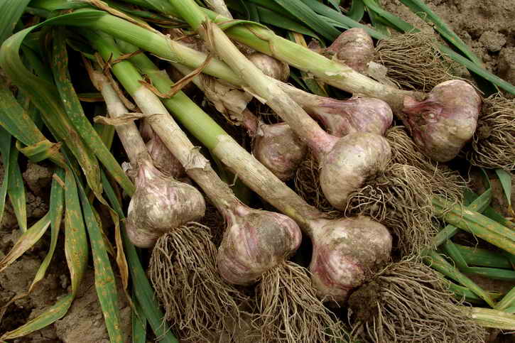 dug garlic