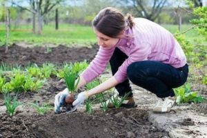 ¿Qué se puede plantar después del ajo el próximo año en el jardín?