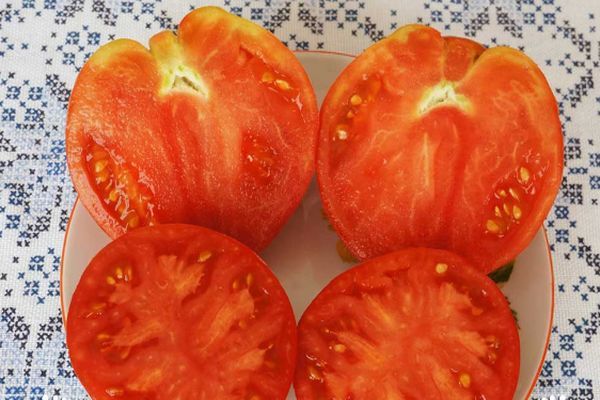 užauginti pomidorai