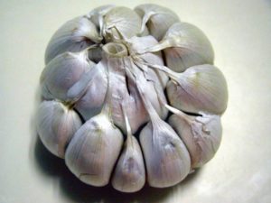 How spring garlic differs from winter garlic and which one is better to store