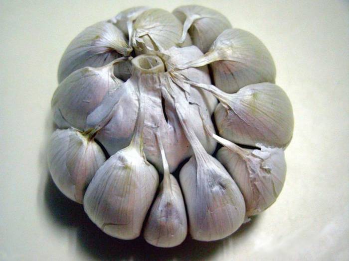 big garlic