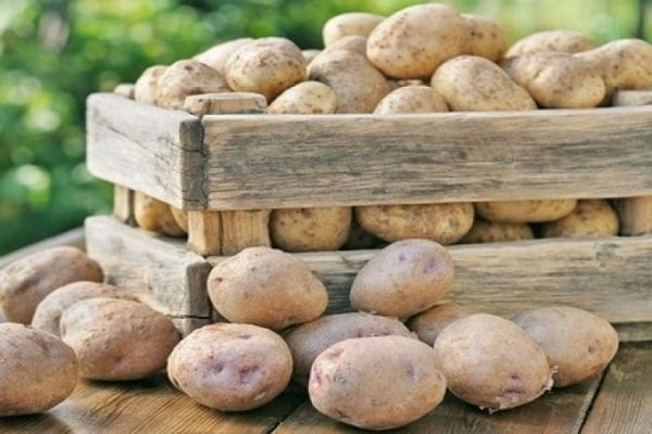 Wie man Kartoffeln in einer Wohnung zu Hause richtig lagert