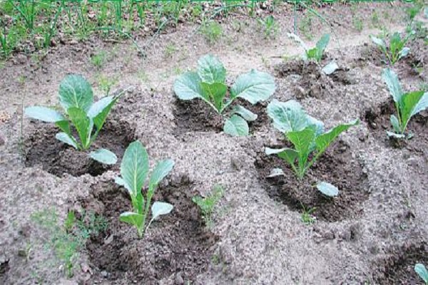 cabbage variety