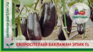 Beskrivning av sorten Epic aubergine, funktioner för odling och vård
