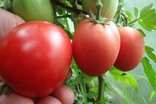 tomatensoort nastenka