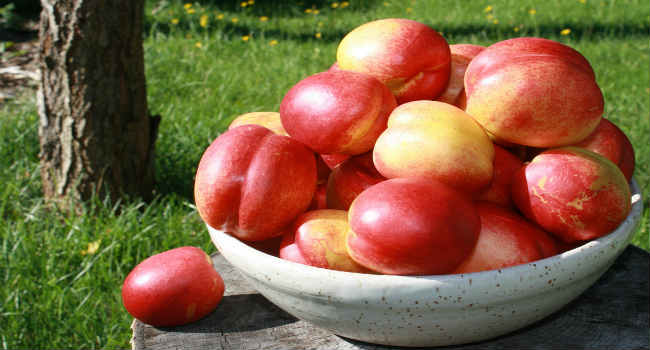 vaisių nektarinas