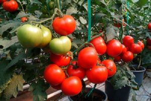 Wat betekenen semi-determinante tomaten, rassen voor kassen en kassen