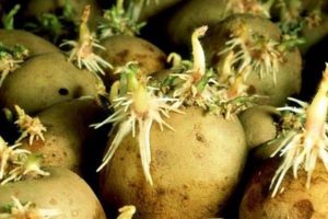 Kaip bulves sudygti greičiau prieš sodinant