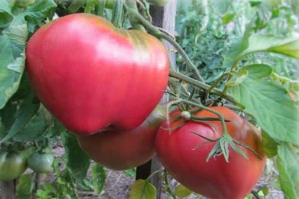 tomato care