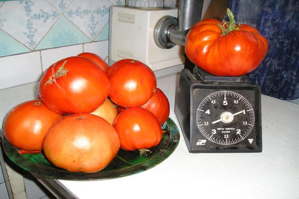 pomidorai ant stalo