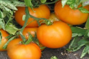 Portakal domates çeşidinin özellikleri ve tanımı, verimi
