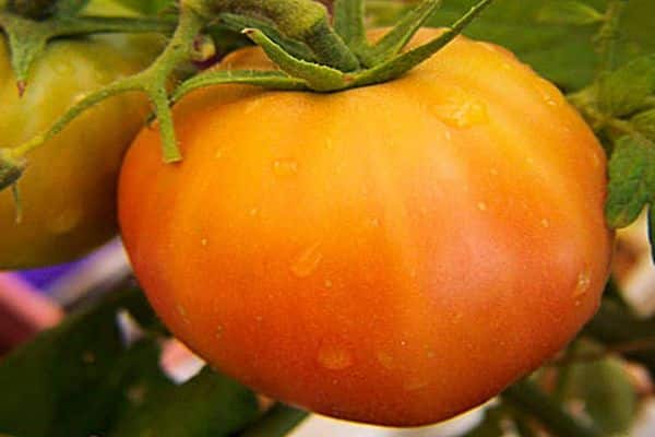 tomatvård