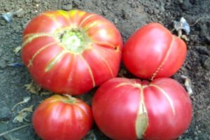 Charakterystyka i opis odmiany pomidora Dar babci, jej plon