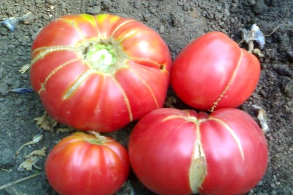 paradajky sa o neho starajú
