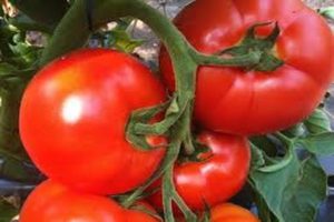 Belforto pomidorų veislės aprašymas, auginimo ir priežiūros ypatybės
