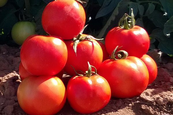 tomaten op de grond