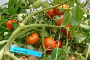 Χαρακτηριστικά και περιγραφή της ποικιλίας ντομάτας Λευκή γέμιση, απόδοση και καλλιέργεια