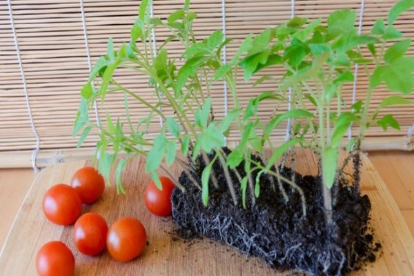 Egenskaper och beskrivning av tomatsorten Eupator, dess utbyte