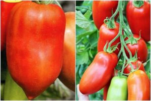 Hugo tomātu šķirnes apraksts, tās īpašības un produktivitāte