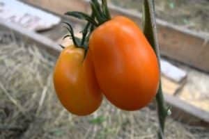Mô tả về giống cà chua Olesya và đặc điểm của nó