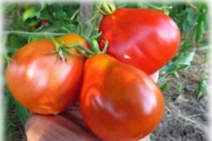 Pomidorų veislės Asilo ausys aprašymas, jo savybės ir derlius