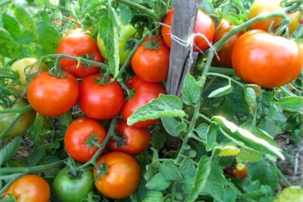 rajčata v zahradě