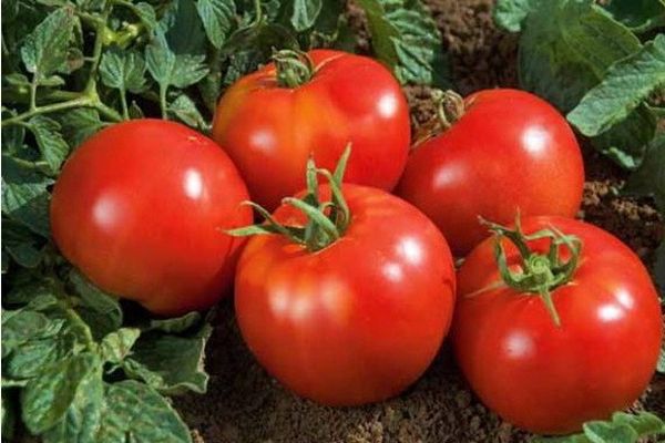 zbiory pomidorów