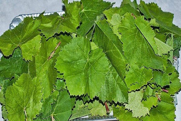 vynuogių lapai