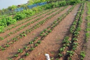 A Mittlider módszer szerinti burgonyatermesztés előnyei és hátrányai, hogyan kell helyesen ültetni