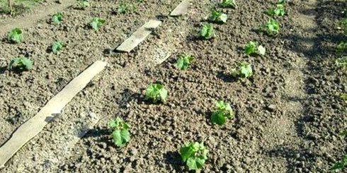 piantare cetrioli