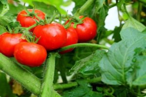 Kenmerken en beschrijving van het tomatenras Explosion, de opbrengst